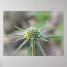 Scabiosa Bud Posters