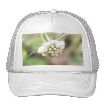 Scabiosa crème casquette de camionneur