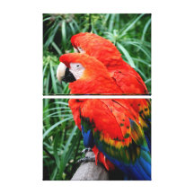 Scalet Macaw Canvas Print