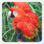 Scalet Macaw Stickers
