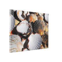 Scallop shells gallery wrap canvas
