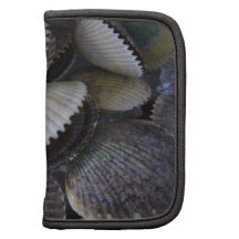 Scallops Planner