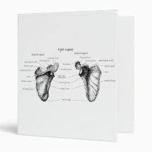 Scapula Details Binders