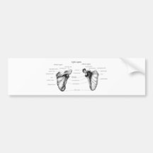 Scapula Details Bumper Sticker