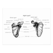 Scapula Details Post Card