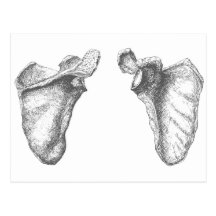 Scapula Grey Post Cards