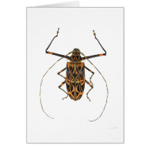 Scarabée Acrocinus Longimanus de harlequin Cartes De Vœux