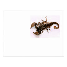 Scaremail postcard (Scorpion)