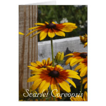Scarlet Coreopsis Cards