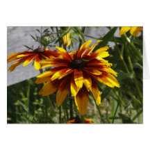 Scarlet Coreopsis Cards