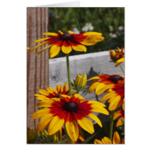 Scarlet Coreopsis Greeting Card