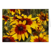 Scarlet Coreopsis Greeting Cards