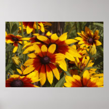 Scarlet Coreopsis Posters