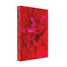 Scarlet Dahlia petals Gallery Wrapped Canvas
