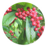 Scarlet Firethorn In Valley Gardens Park Stickers