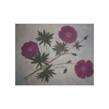 Scarlet Geraniums painting Gallery Wrap Canvas