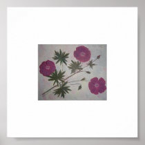 Scarlet Geraniums Posters