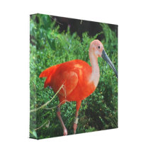 Scarlet Ibis Canvas Print