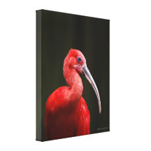 Scarlet Ibis Gallery Wrapped Canvas