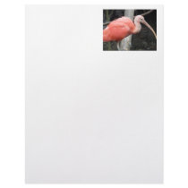 Scarlet Ibis Customized Letterhead