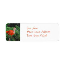 Scarlet Ibis Mailing Labels