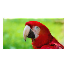 Scarlet Macaw Ara Macao American Parrot Customized Photo Card