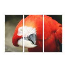 Scarlet Macaw Gallery Wrapped Canvas