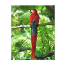 Scarlet Macaw Canvas Print