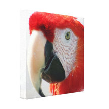 Scarlet Macaw Canvas Print