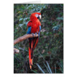 Scarlet Macaw Card