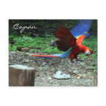 scarlet macaw fly