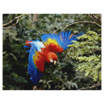 Scarlet macaw personalized flyer