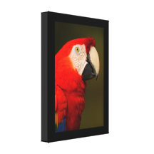 scarlet macaw gallery wrap canvas