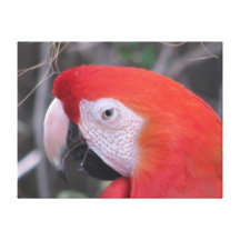 Scarlet Macaw Gallery Wrapped Canvas