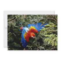 Scarlet macaw invites