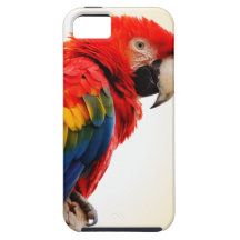 Scarlet Macaw iPhone 5 Cover