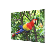 Scarlet macaw on tree limb gallery wrap canvas