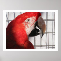 Scarlet Macaw Parrot Poster