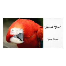 Scarlet Macaw Photo Card Template