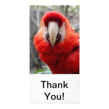Scarlet Macaw Photo Greeting Card