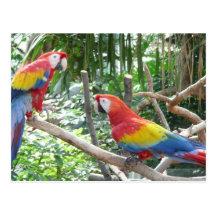 Scarlet Macaw Post Card