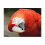 Scarlet Macaw Post Cards