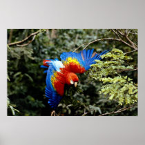 Scarlet macaw posters