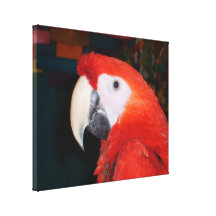 Scarlet Macaw Profile View Canvas Print