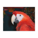 Scarlet Macaw Profile View Post Cards