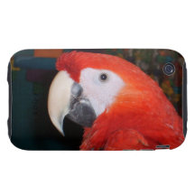 Scarlet Macaw Profile View Tough iPhone 3 Cover