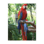 Scarlet macaw, red macaw photograp design postcards