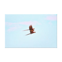 Scarlet Mackaw Couple Flying Stretched Canvas Prints