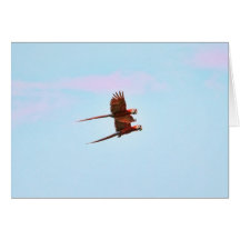 Scarlet Mackaw Couple Flying Cards