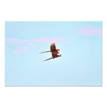 Scarlet Mackaw Couple Flying Photo